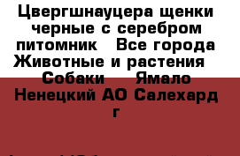Цвергшнауцера щенки черные с серебром питомник - Все города Животные и растения » Собаки   . Ямало-Ненецкий АО,Салехард г.